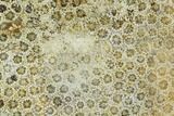 Polished, Fossil Coral Slab - Indonesia #112498-1